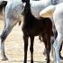 Genetic study of Arabian horses challenges some common beliefs about the ancient breed